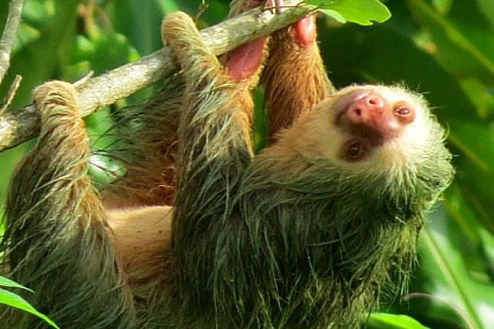 Sloth Watching Wildlife Tour in La Fortuna, Costa Rica