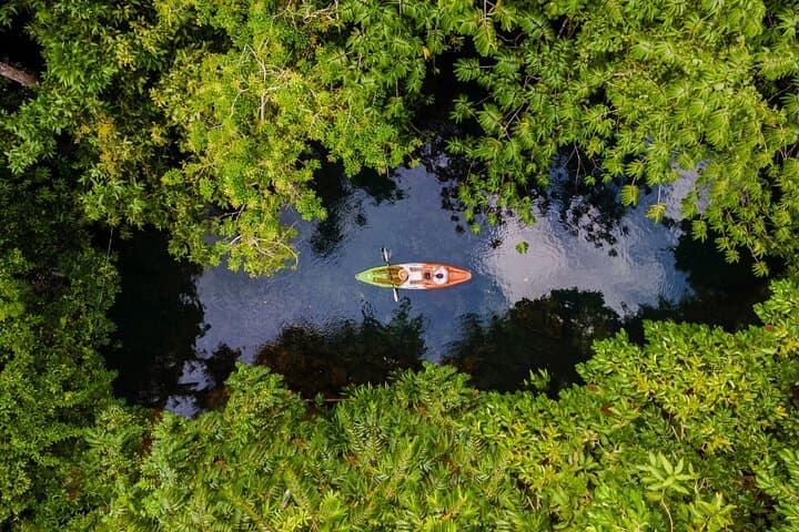 Mangrove Kayak Tour | Manuel Antonio