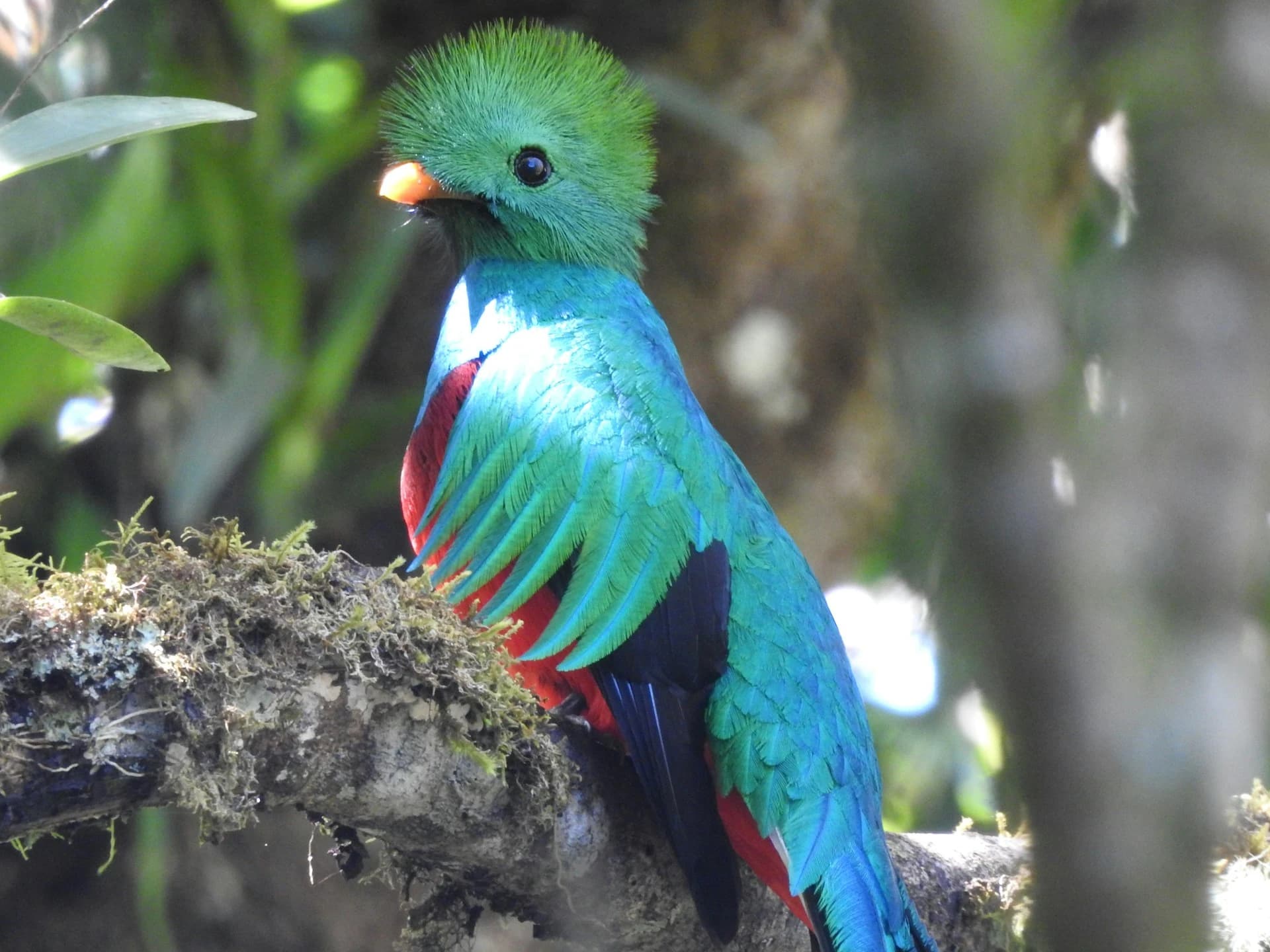 A male resplendent quetzal with long green tail feathers perched in the Monteverde cloud forest, Costa Rica