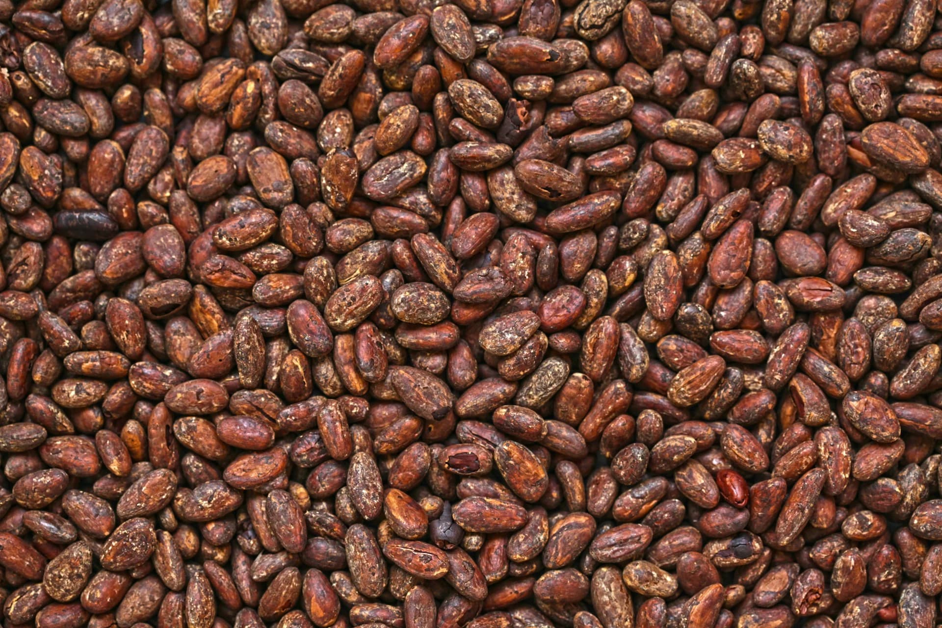 Hands holding freshly harvested cacao pods on a chocolate tour farm near Manuel Antonio, Costa Rica