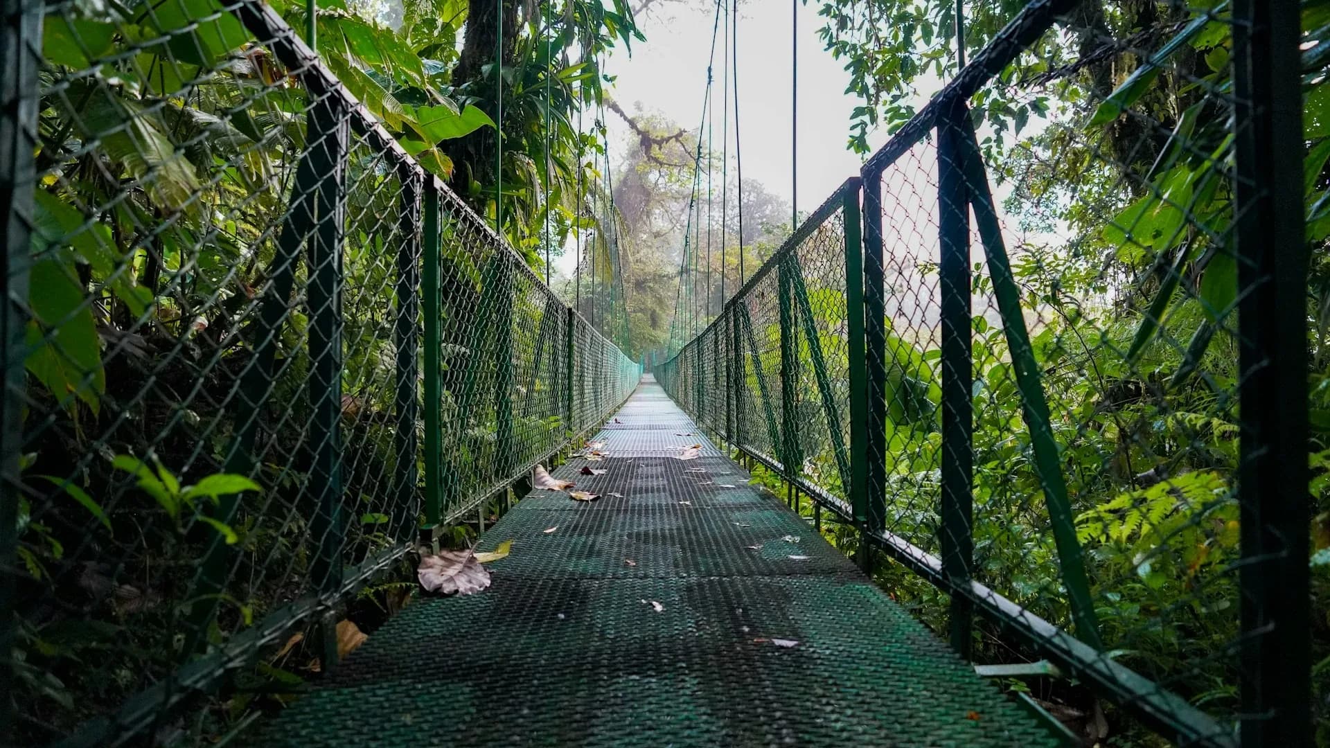 Puente colgante cruzando el dosel del bosque lluvioso en un parque de puentes colgantes de Costa Rica
