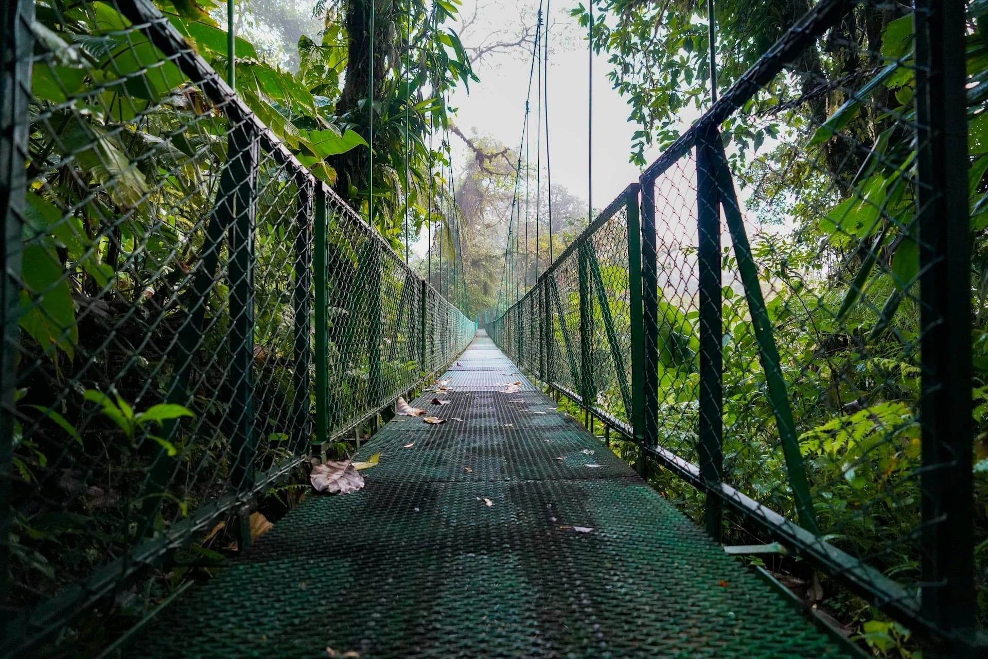 Suspension bridge through misty cloud forest canopy at Selvatura Park in Monteverde, Costa Rica