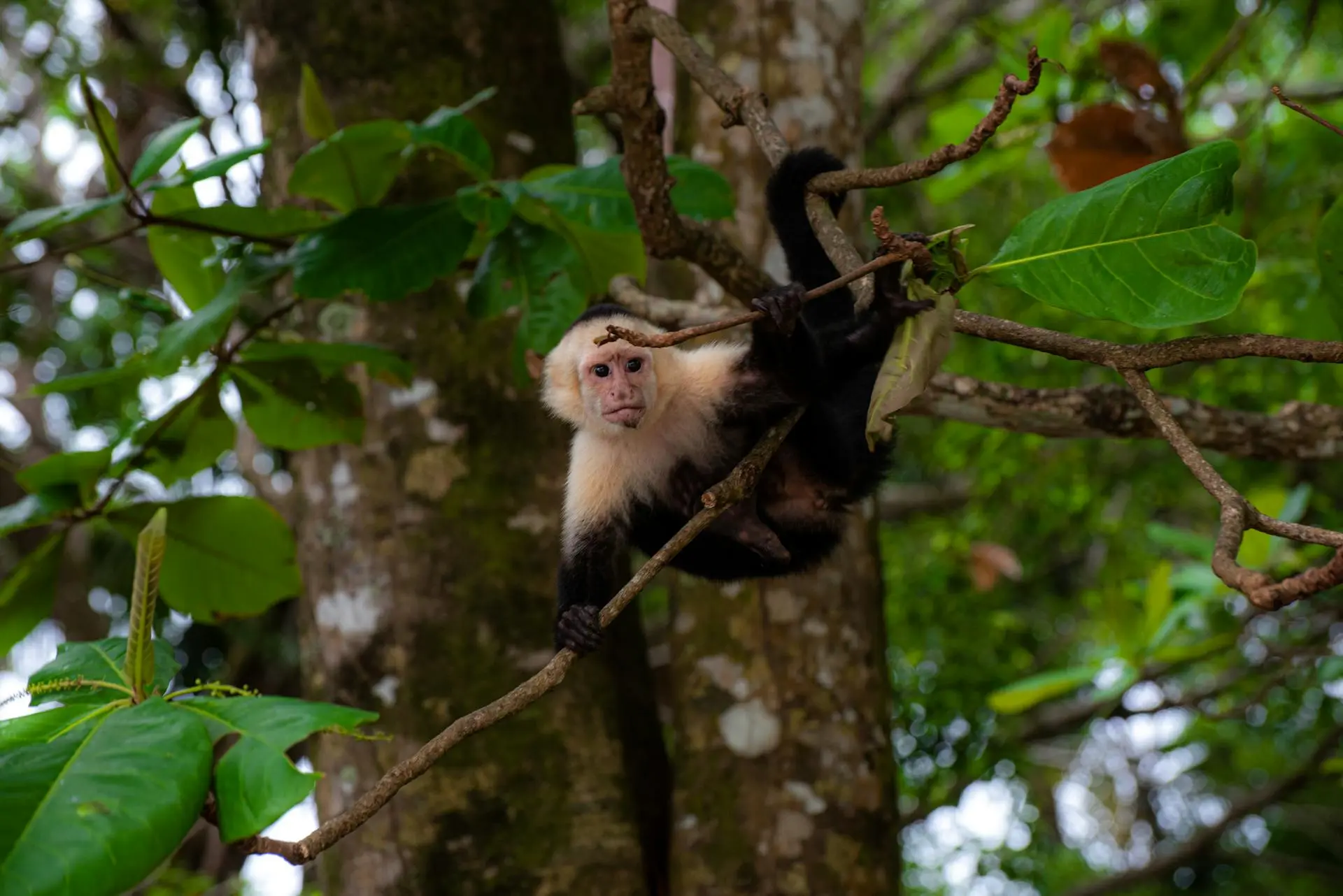 Lush green August day at Manuel Antonio with rainforest, white sand, and turquoise water