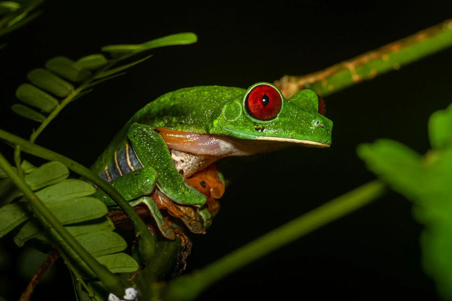 Guide holding a flashlight illuminating a red-eyed tree frog on a leaf during a night jungle walk near Manuel Antonio National Park, Costa Rica