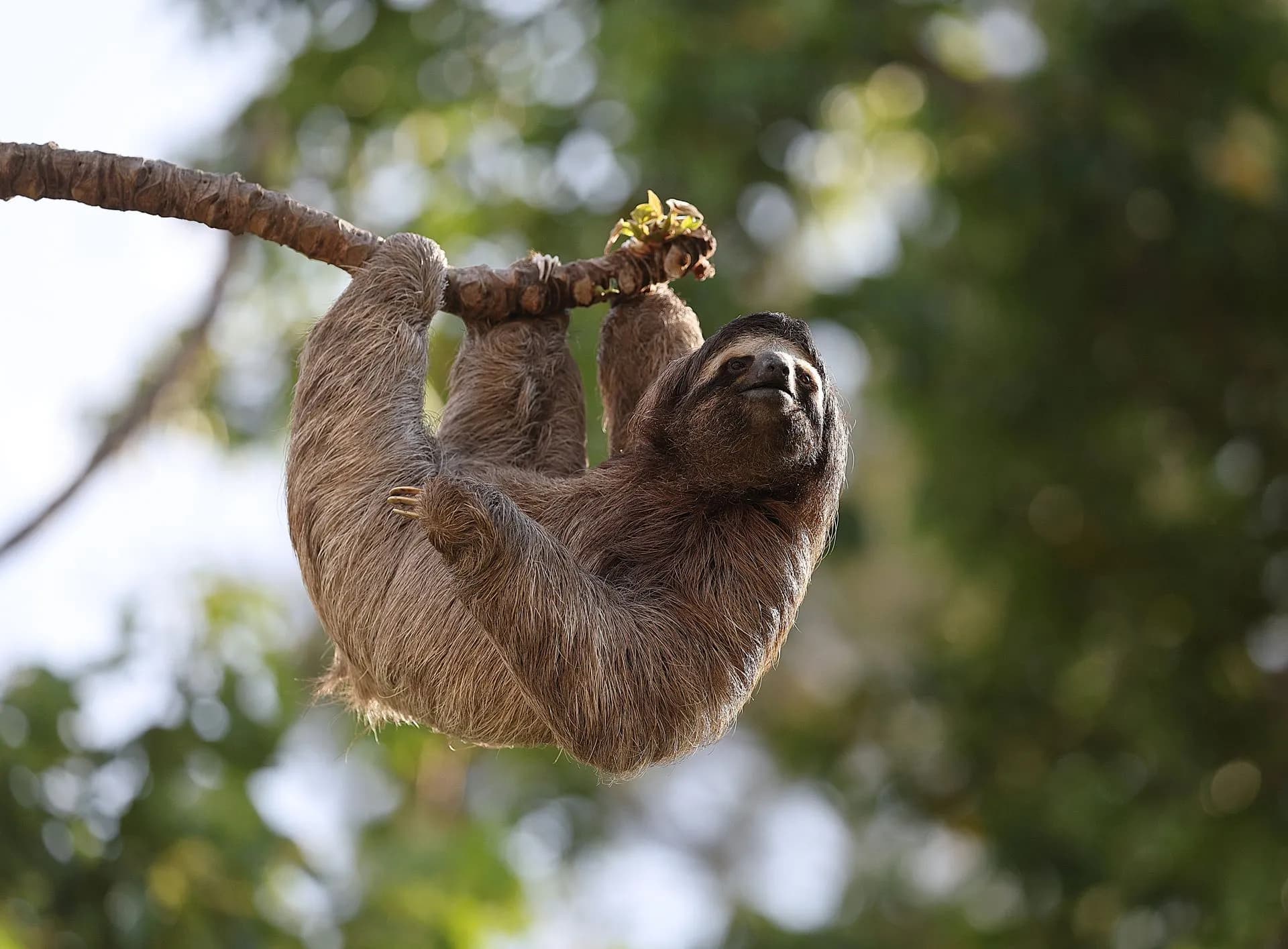 Hoffmann's two-toed sloth hanging from a branch in Costa Rican rainforest inland from Tamarindo