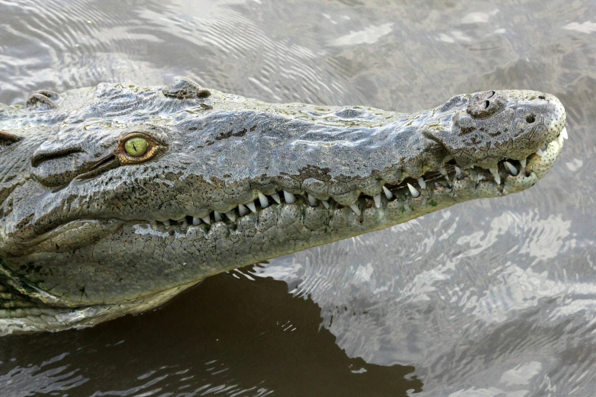 Large American crocodile basking on a muddy bank of the Tárcoles River beside a tour boat in Costa Rica