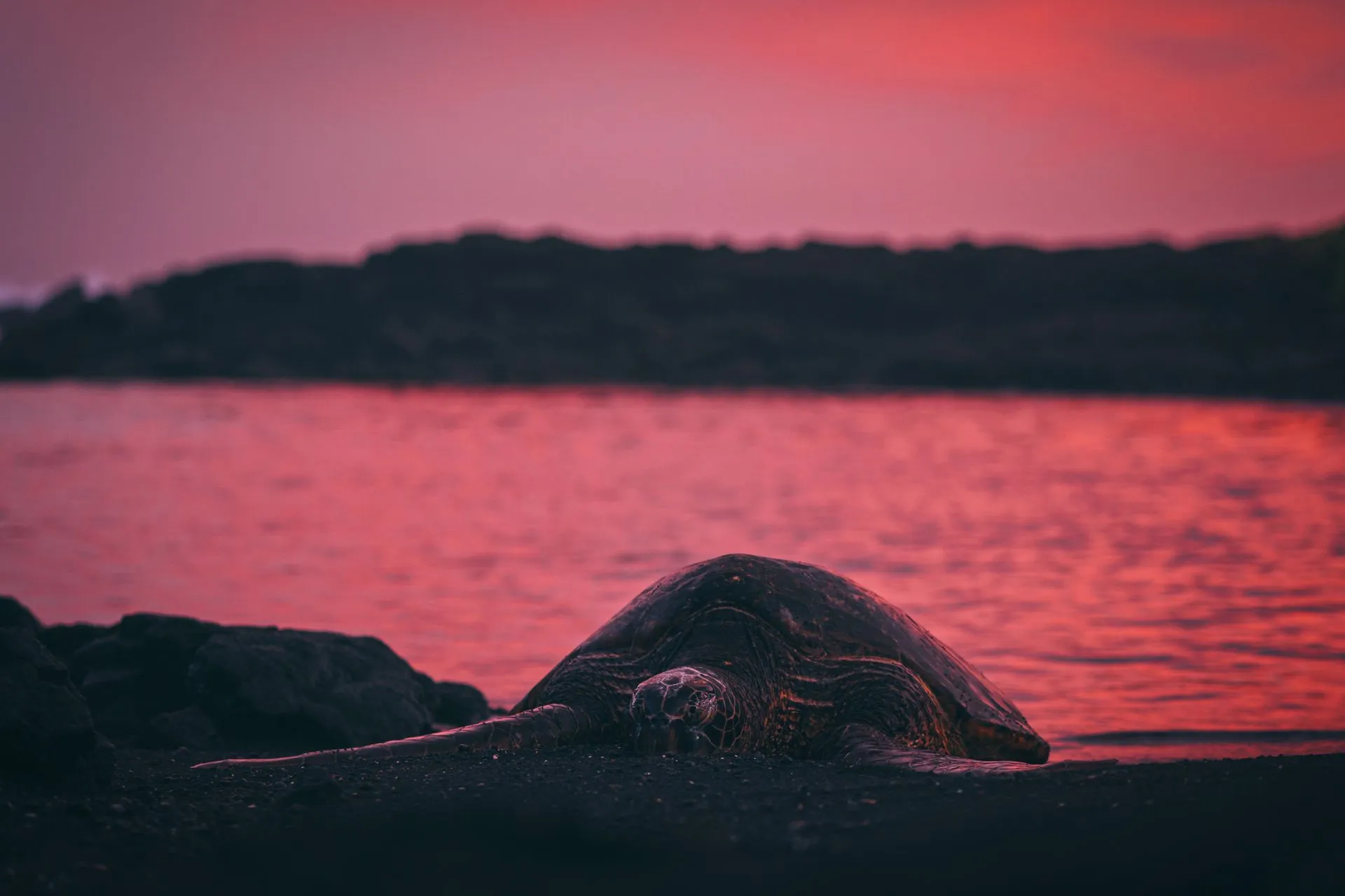 Sea turtle nesting on a dark Guanacaste beach near Tamarindo under red guide light