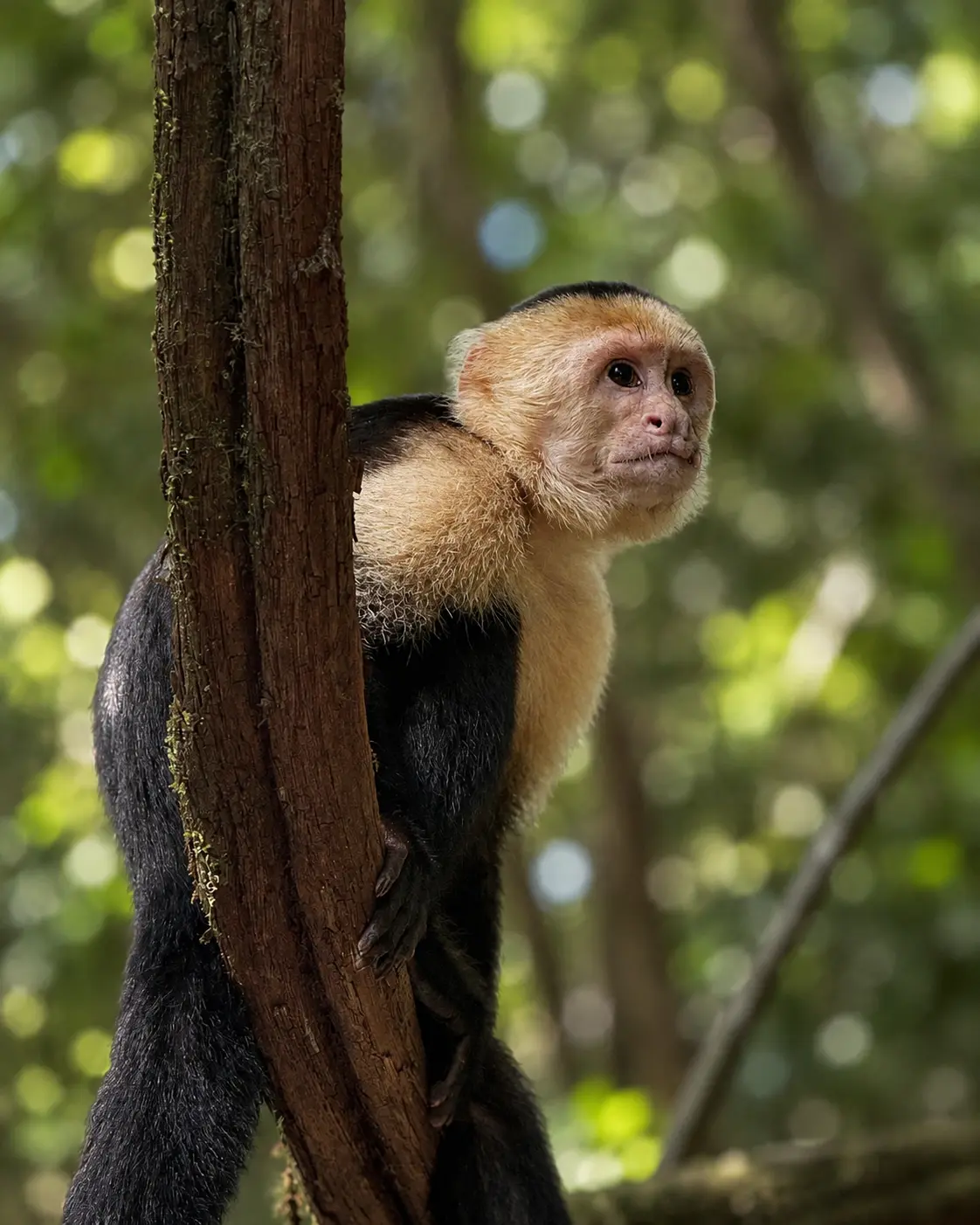 Mono carablanca posado en una rama en el Parque Nacional Manuel Antonio, Costa Rica