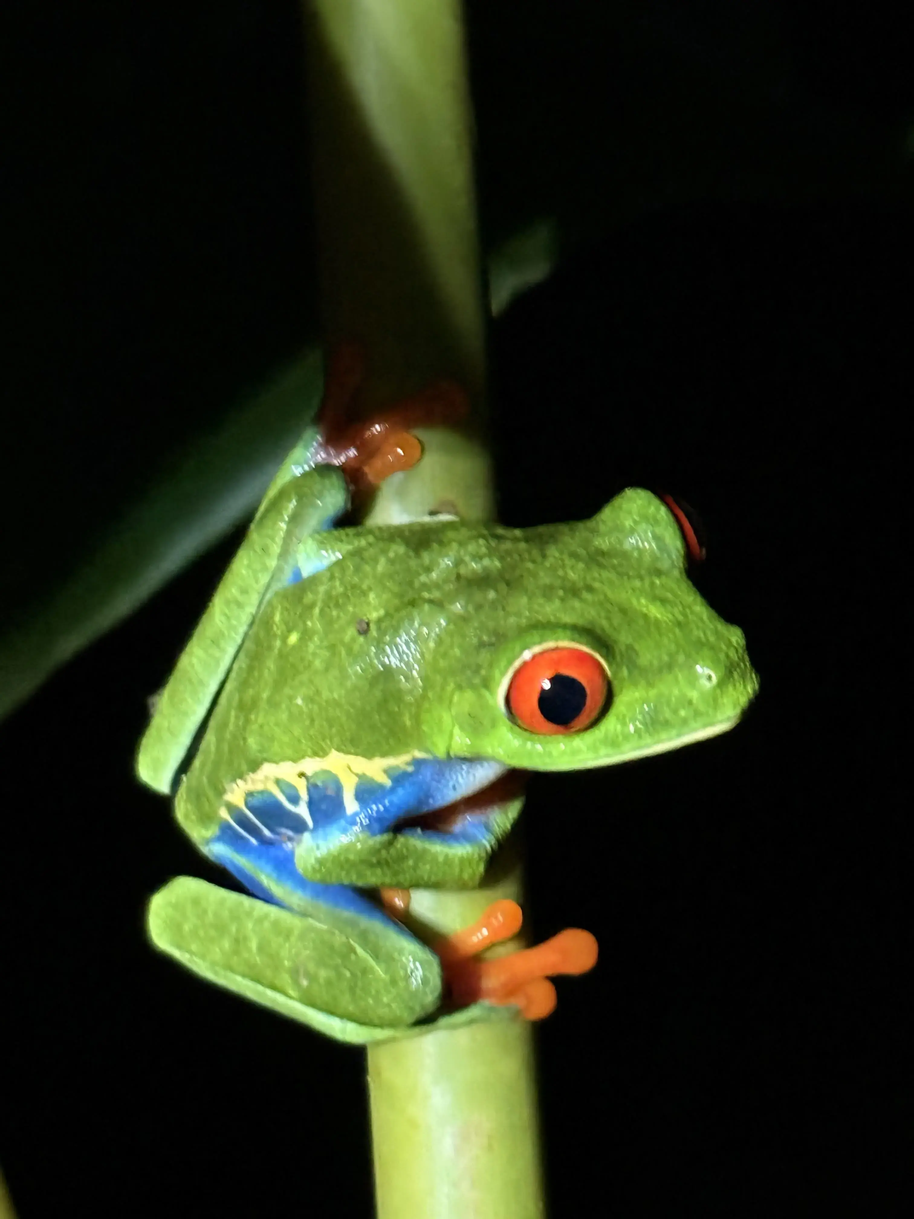 Red-eyed tree frog resting on a leaf, lit by flashlight during a night tour in La Fortuna, Costa Rica