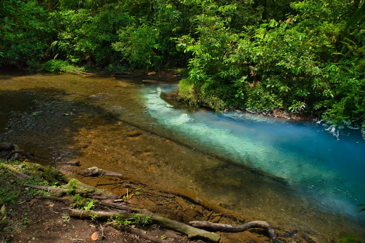 El Río Celeste turquesa corriendo entre selva densa en el Parque Nacional Volcán Tenorio, Costa Rica