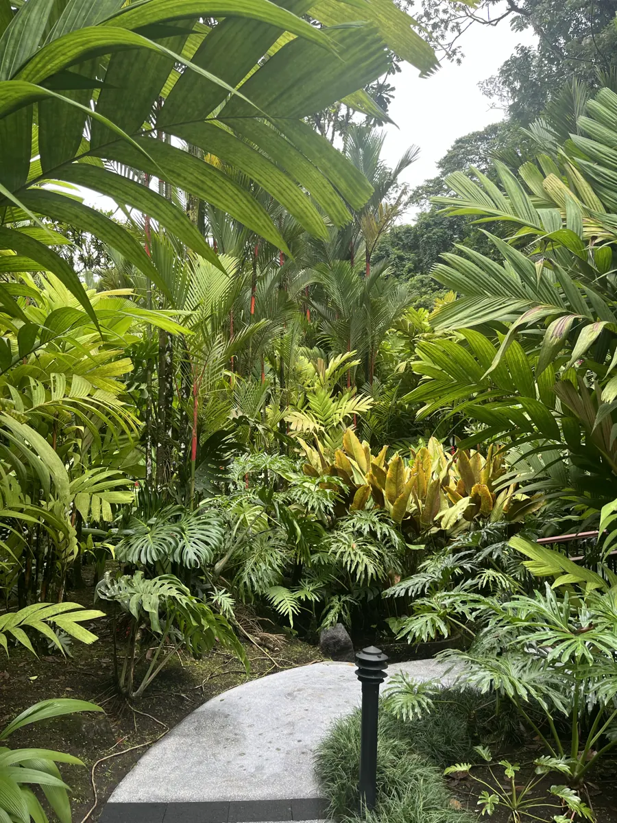Jungle walkway winding through dense rainforest at Tabacón Hot Springs Resort in La Fortuna, Costa Rica