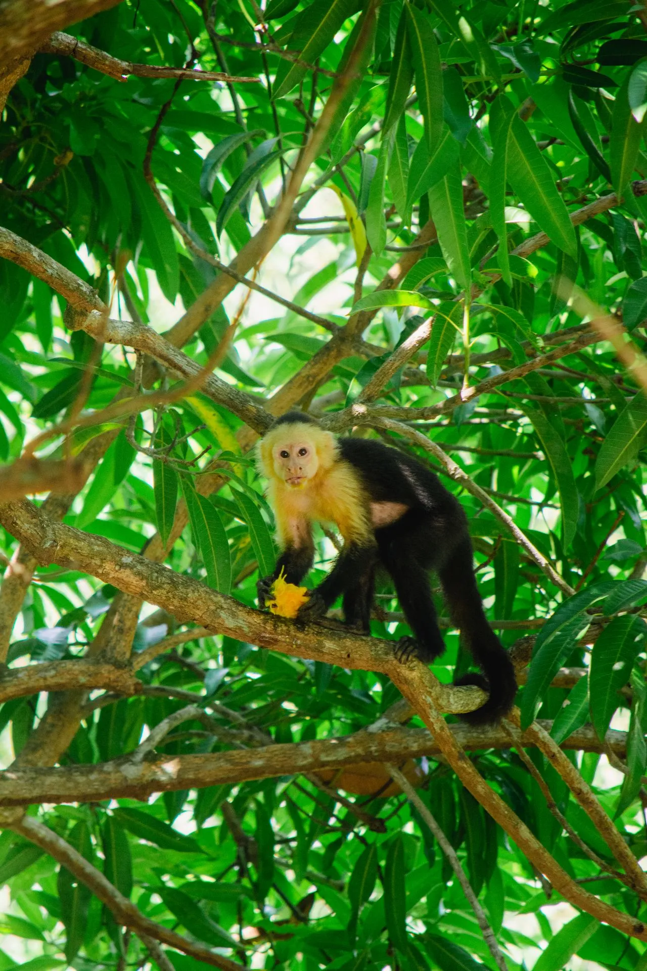 A white-faced capuchin monkey perched on a branch in Manuel Antonio National Park, Costa Rica